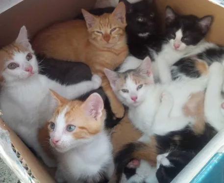 Il jette une portée de chatons par la fenêtre de sa voiture