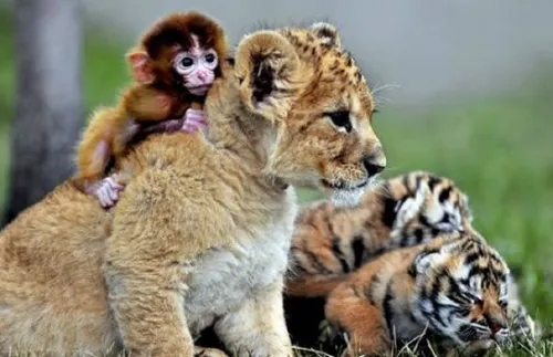 La Terre a perdu 60 % de ses animaux sauvages en 44 ans