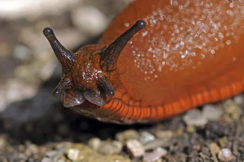 Un jeune homme meurt après avoir mangé une limace