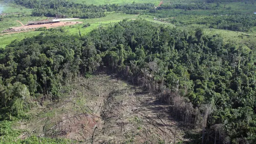 Oreo accusé d'accélérer la déforestation