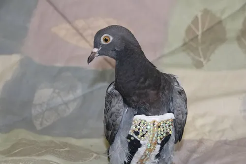 Elle trouve un pigeon en slip à paillettes dans son jardin