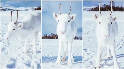 Un bébé renne blanc, très rare, photographié en Norvège