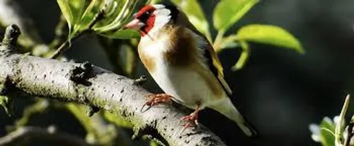 Région Paca : la chasse à la glu à nouveau autorisée