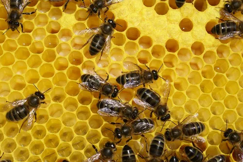 Pour sauver les abeilles, des apiculteurs envoient des graines...