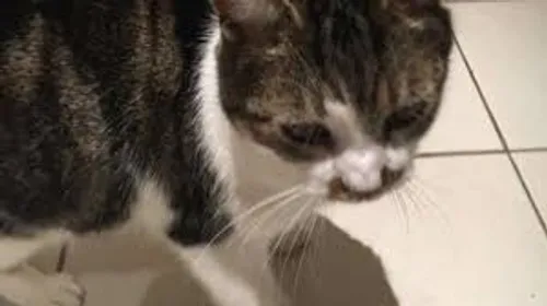 Après un an et demi, il retrouve son chat grâce à une photo parue...