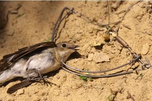 Var : un braconnier avait 1903 pièges à oiseaux à son domicile