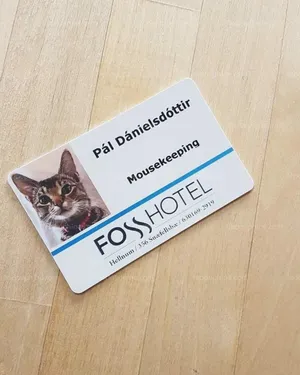 Pour lutter contre les rongeurs, un hôtel embauche... un chat