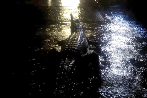 Australie : des crocodiles repérés dans les rues inondées