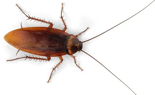 Pour la Saint-Valentin, baptisez un cafard du prénom de votre ex !