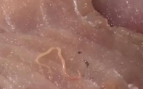 Intermarché : il trouve un ver dans son poisson