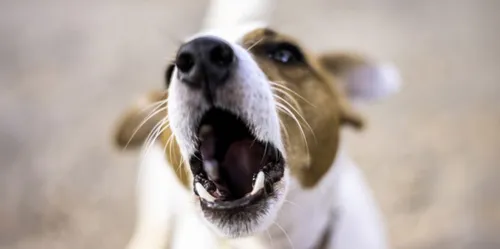 Un maire prend un arrêté pour interdire aux chiens d’aboyer trop fort