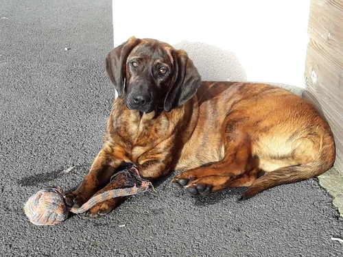 Un chien de recherche de victimes a été enlevé