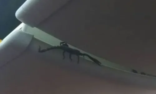 Indonésie : un scorpion géant s’invite sur un vol Lion Air