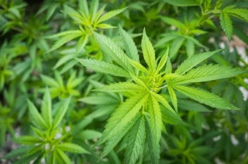 Le cannabis thérapeutique testé pour la première fois à Marseille
