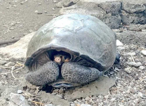 Une tortue géante que l’on pensait éteinte découverte aux Galapagos