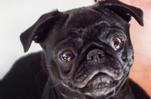 Allemagne : la chienne d’une famille endettée saisie et vendue sur...