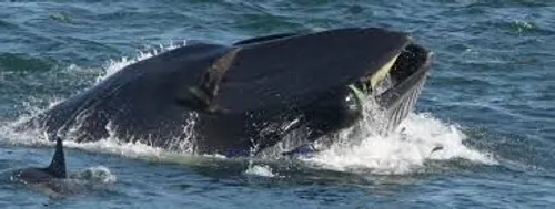 Un plongeur englouti par une baleine avant d’être recraché
