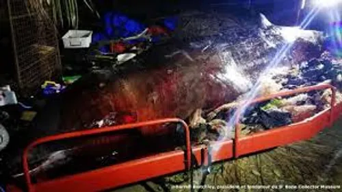 Philippines: une baleine meurt avec 40 kg de plastique dans l'estomac