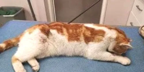 Un chat retrouvé avec une flèche de 88 cm dans le dos
