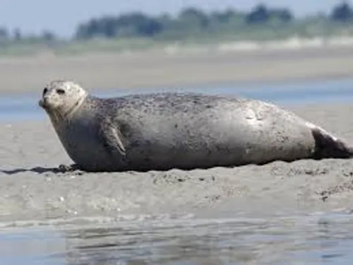 Deux phoques retrouvés décapités, la gendarmerie lance un appel à...