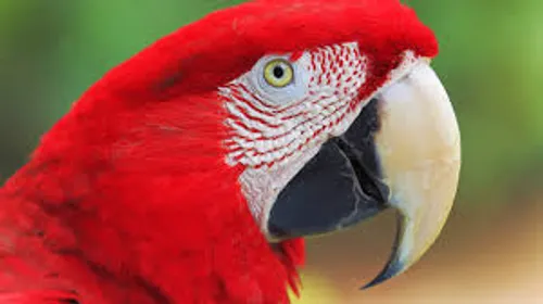 Brésil : un perroquet arrêté par la police