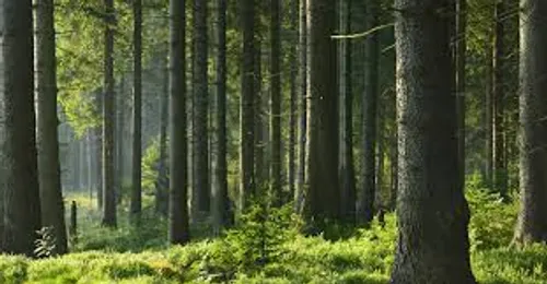 Pour sauver une forêt, des particuliers l'achètent
