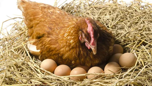 Une poule pond un oeuf de... 250 grammes !