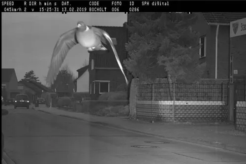 Un pigeon flashé en excès de vitesse