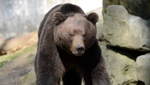 Un ours vu au Portugal : une première depuis 176 ans