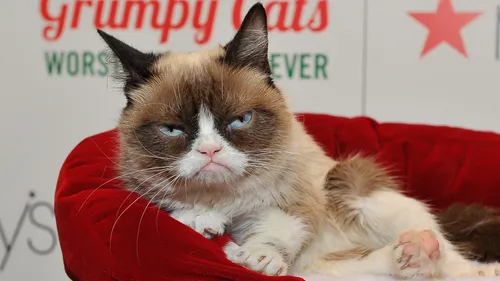 La chatte Grumpy, star d'Internet, est décédée