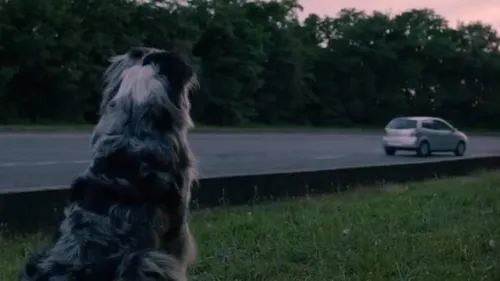 30 millions d’amis lance un site pour lutter contre les abandons...