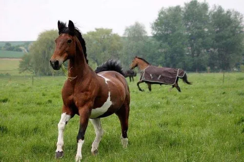 Elle croyait son cheval vivant une paisible retraite, il a été...