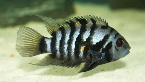 Les poissons aussi ont des chagrins d'amour