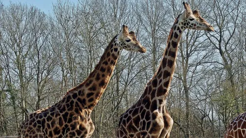 Deux girafes foudroyées en Floride