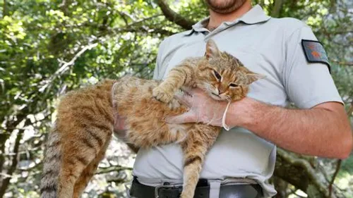 Le mythe du "chat-renard" corse est devenu réalité