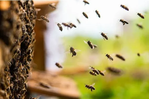 Miel : récolte catastrophique en vue, à cause du climat