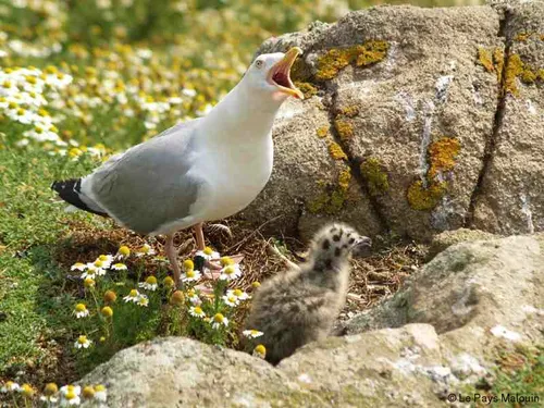 À Paris, des drones de la police attaqués... par des goélands