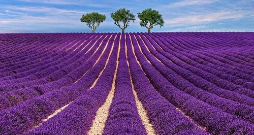 Les incivilités des touristes agacent les producteurs de lavande