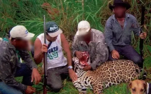 Brésil : un braconnier accusé d’avoir tué plus de mille jaguars