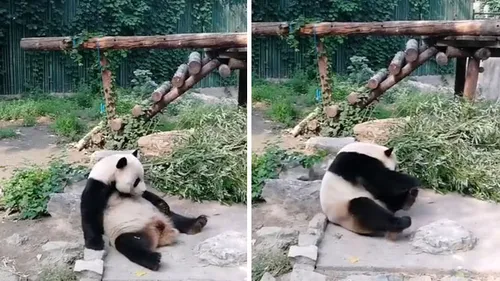 Au zoo : des touristes jettent des pierres sur un panda pour le...