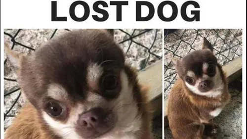 Un chihuahua enlevé par une mouette dans un jardin en Angleterre