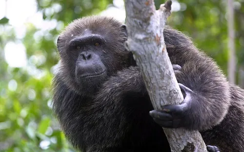Un chimpanzé d'un parc zoologique arrache la main d'un soigneur