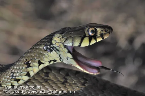 Alors qu'il conduit, un serpent sort de son tableau de bord