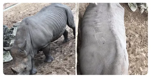 Zoo de La Palmyre : des visiteurs gravent leur nom sur un rhinocéros