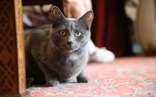 Un chat sauvé grâce à une greffe de rein : une première en France !