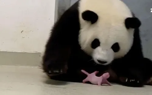 La femelle panda du zoo de Berlin a eu des jumeaux