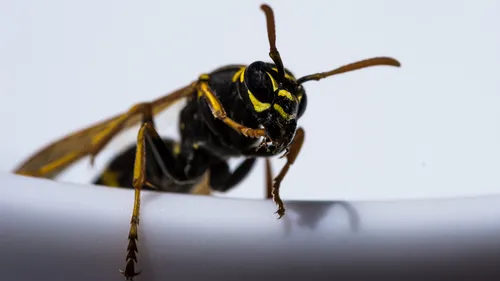 Elle panique à cause d’une guêpe dans sa voiture, six blessés