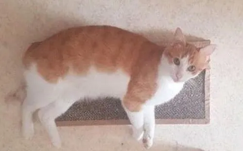 Son chat meurt écrasé à l’embarquement à Roissy