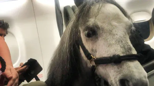 Elle prend l’avion avec son cheval nain pour calmer ses angoisses