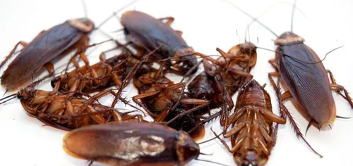 Il collectait des cafards pour les jeter sur ses voisins